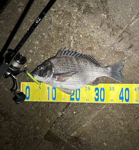 クロダイの釣果