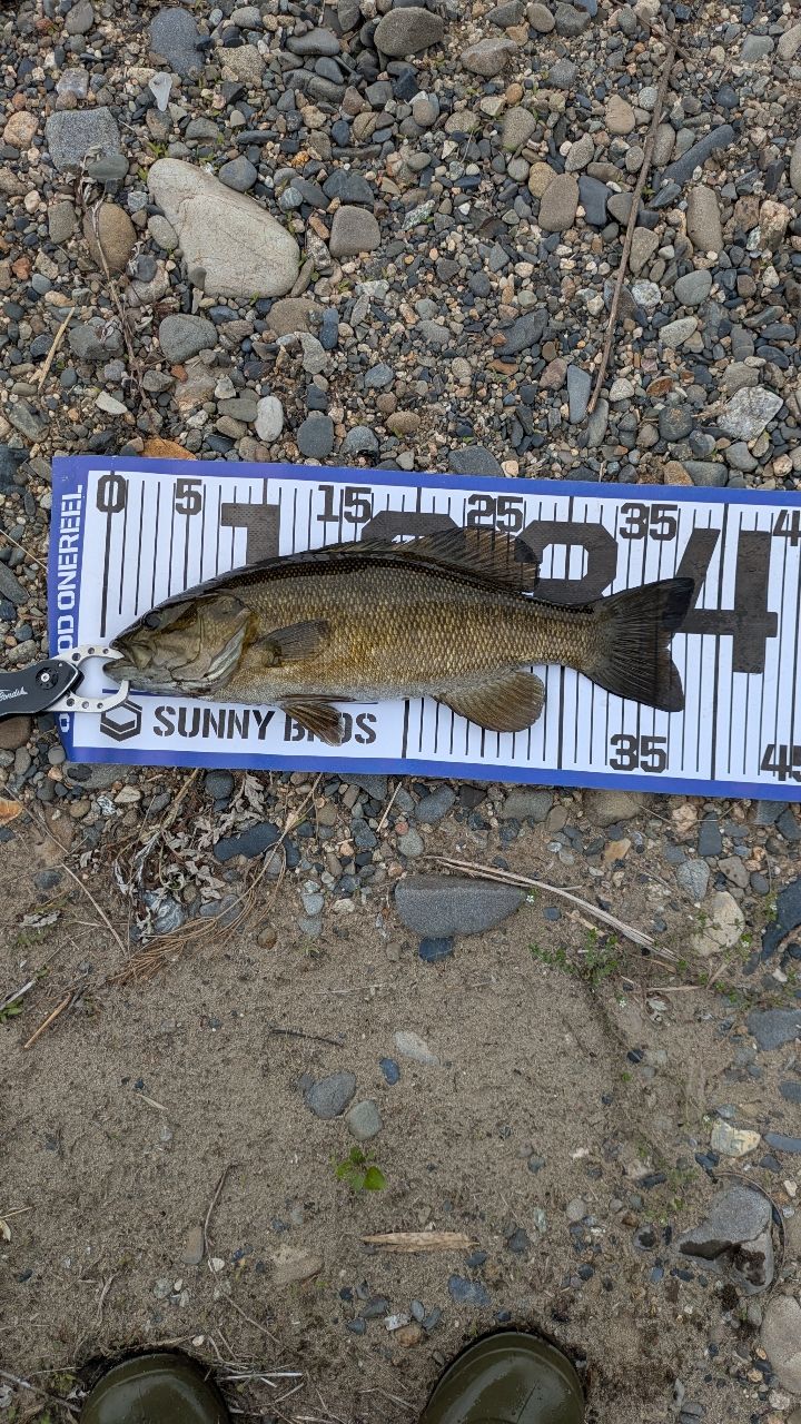 スモールマウスバス