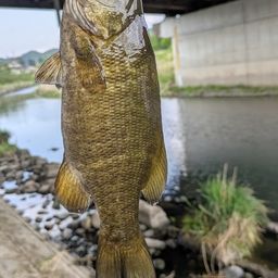 スモールマウスバス