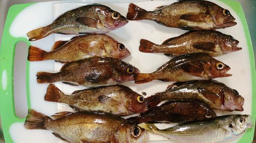 シロメバルの釣果