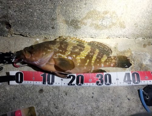 アコウの釣果