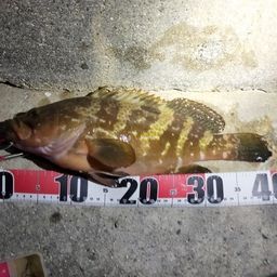 アコウ