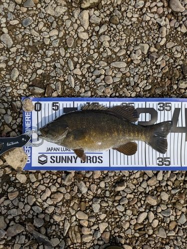 スモールマウスバスの釣果
