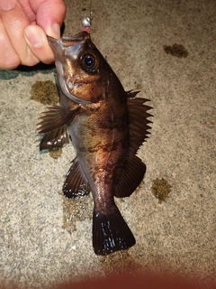 メバルの釣果