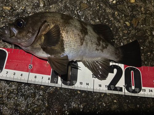 シロメバルの釣果