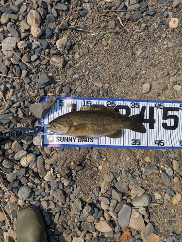 スモールマウスバスの釣果