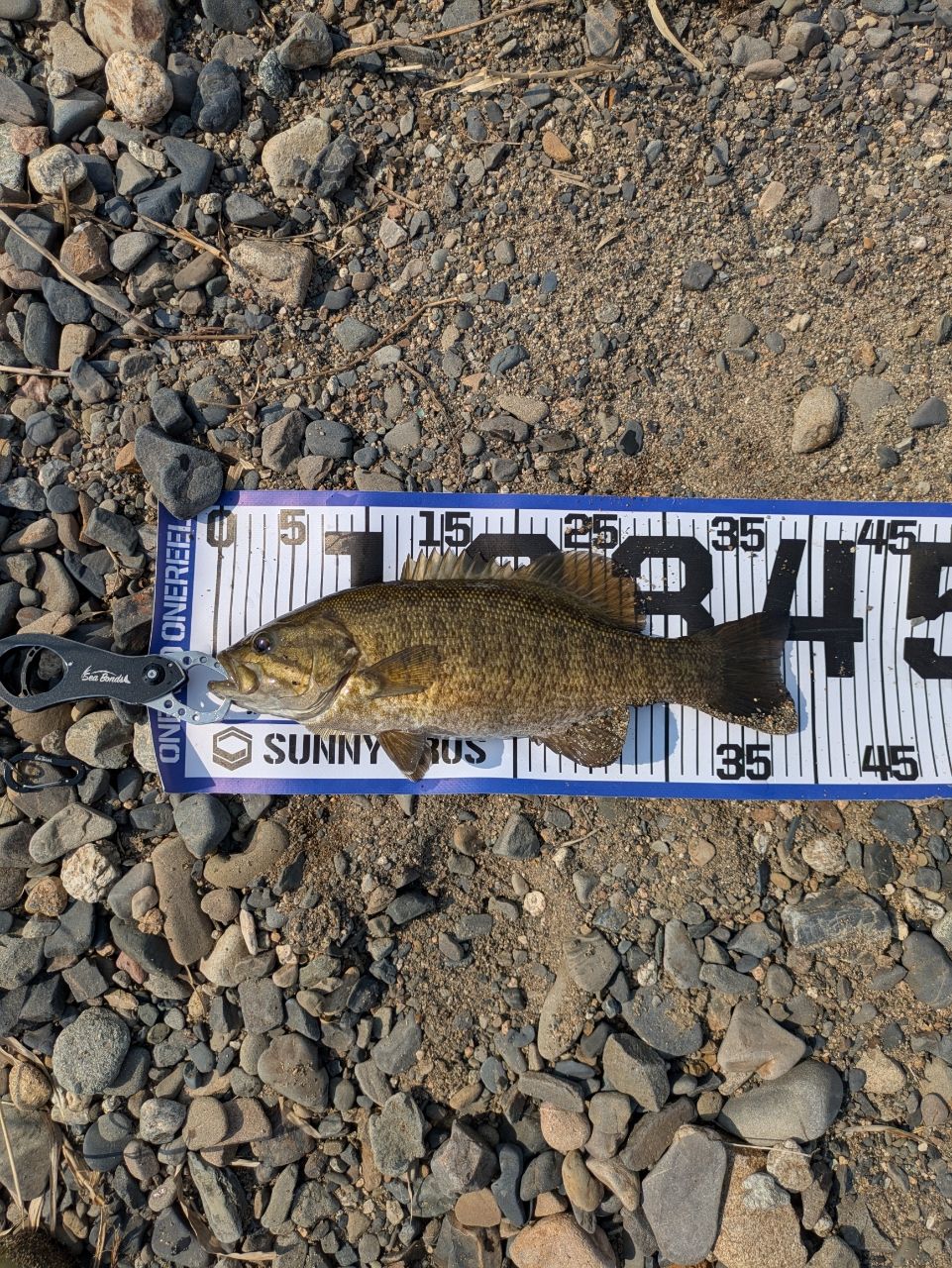 スモールマウスバス