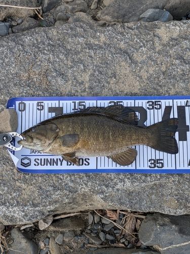 スモールマウスバスの釣果
