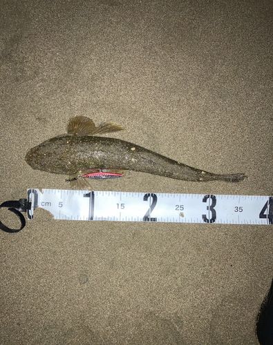 マゴチの釣果
