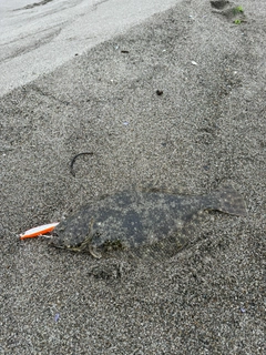 ヒラメの釣果