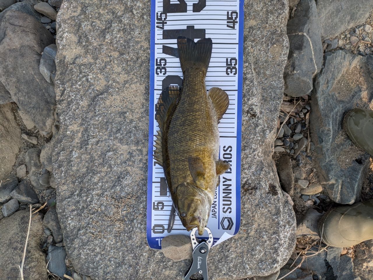 スモールマウスバス