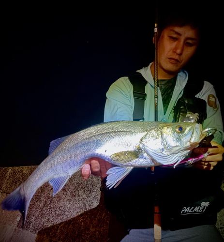 マルスズキの釣果