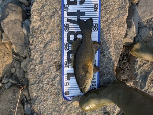 スモールマウスバスの釣果