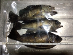 シロメバルの釣果