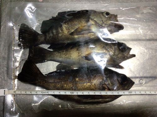 シロメバルの釣果