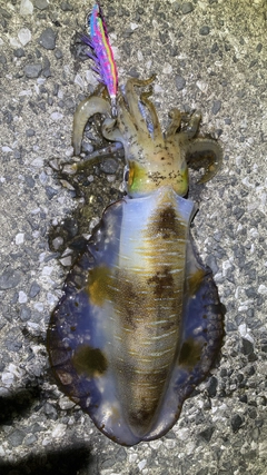 アオリイカの釣果
