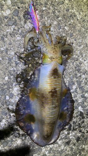 アオリイカの釣果