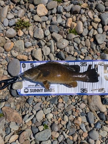 スモールマウスバスの釣果