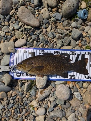 スモールマウスバスの釣果