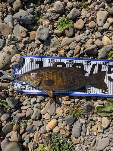 スモールマウスバスの釣果