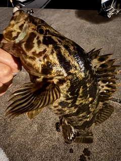 ベッコウゾイの釣果