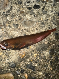 エゾイソアイナメの釣果
