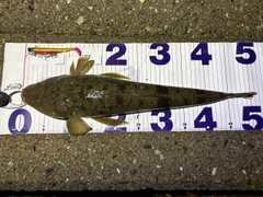 マゴチの釣果