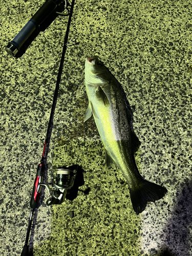 スズキの釣果