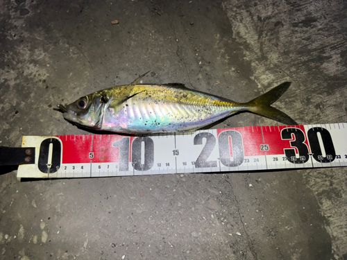 マアジの釣果