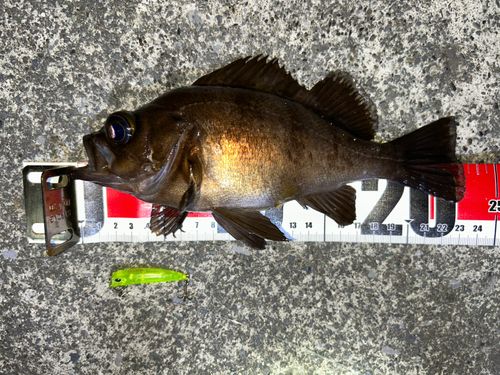 メバルの釣果
