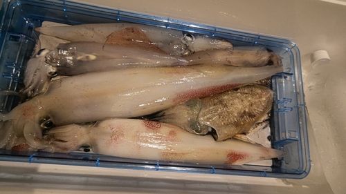シロイカの釣果