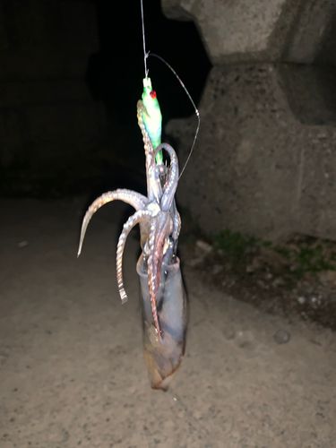 マメイカの釣果