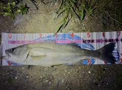 シーバスの釣果