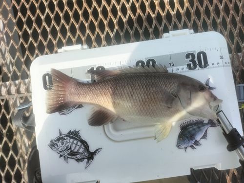 コブダイの釣果