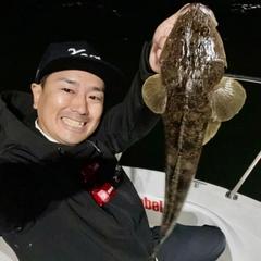 マゴチの釣果
