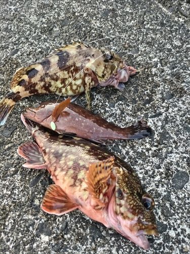 カサゴの釣果