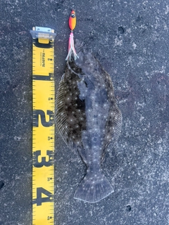 ヒラメの釣果