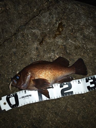 メバルの釣果
