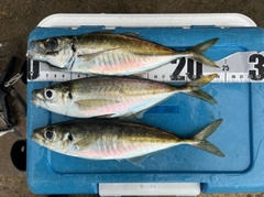 アジの釣果