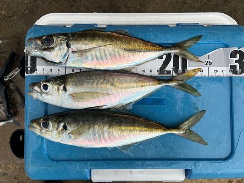 アジの釣果