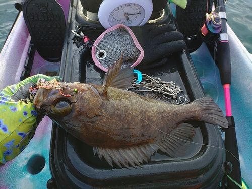 メバルの釣果