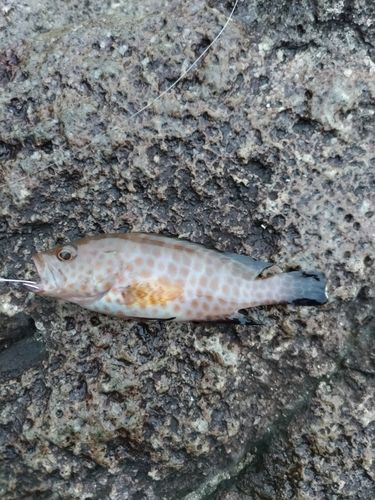 オオモンハタの釣果
