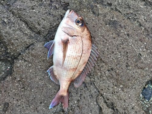 マダイの釣果