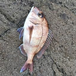 マダイ
