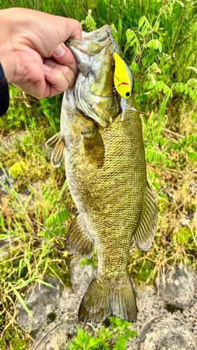 スモールマウスバスの釣果