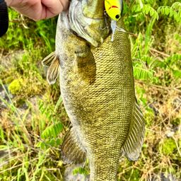 スモールマウスバス