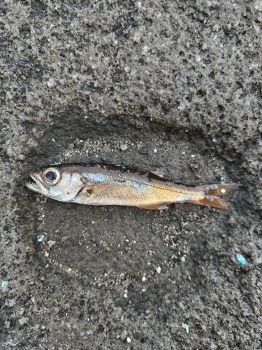 ムツの釣果