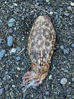 モンゴウイカの釣果