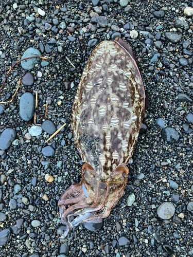 モンゴウイカの釣果