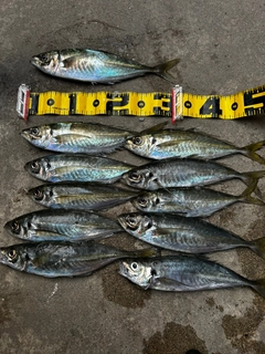 アジの釣果